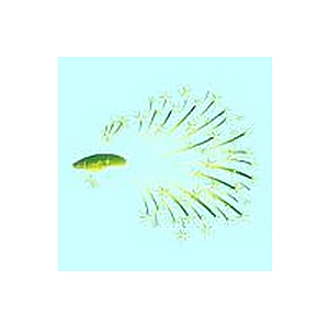 Green Fireworktail